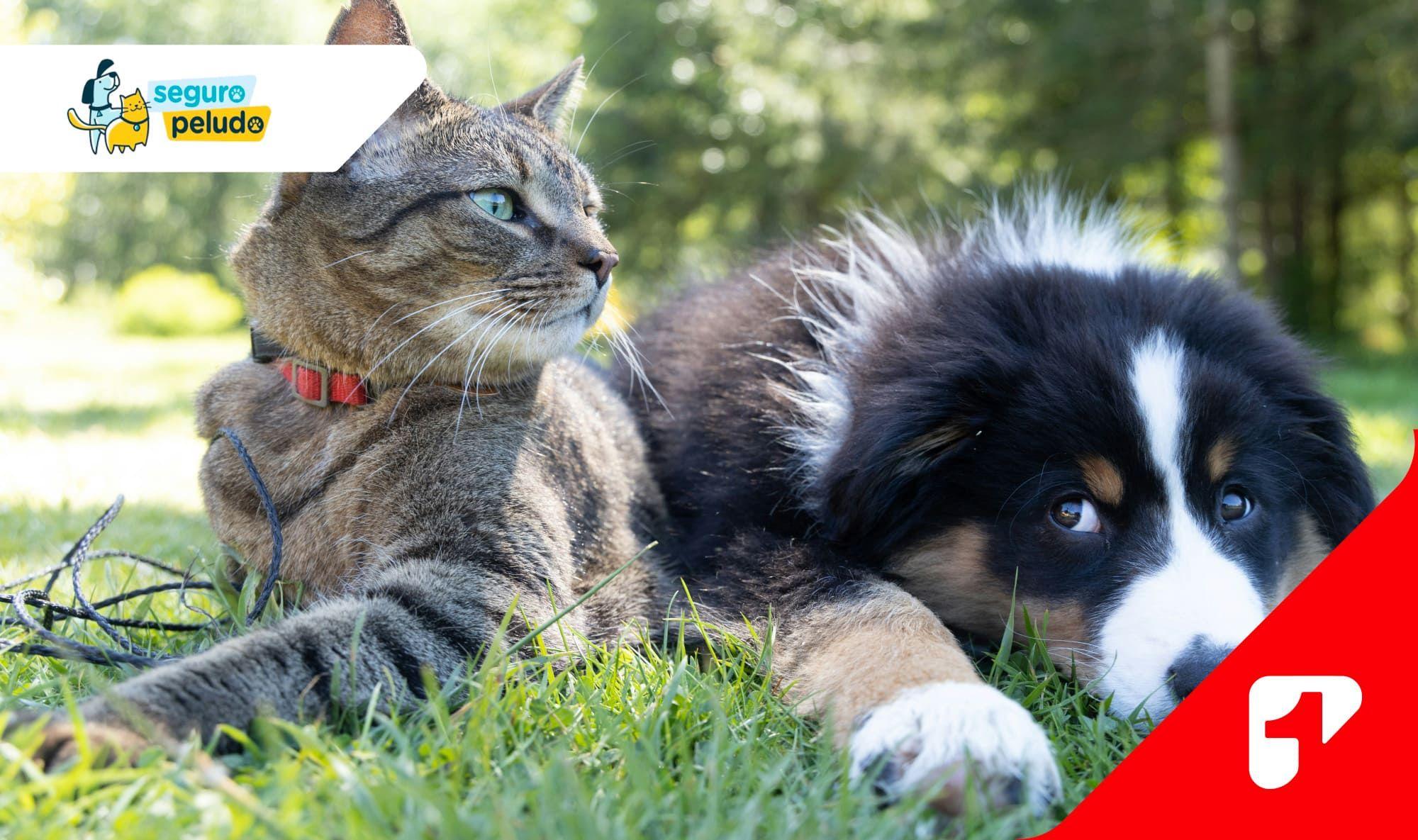 PxB: Mascota Segura Premium