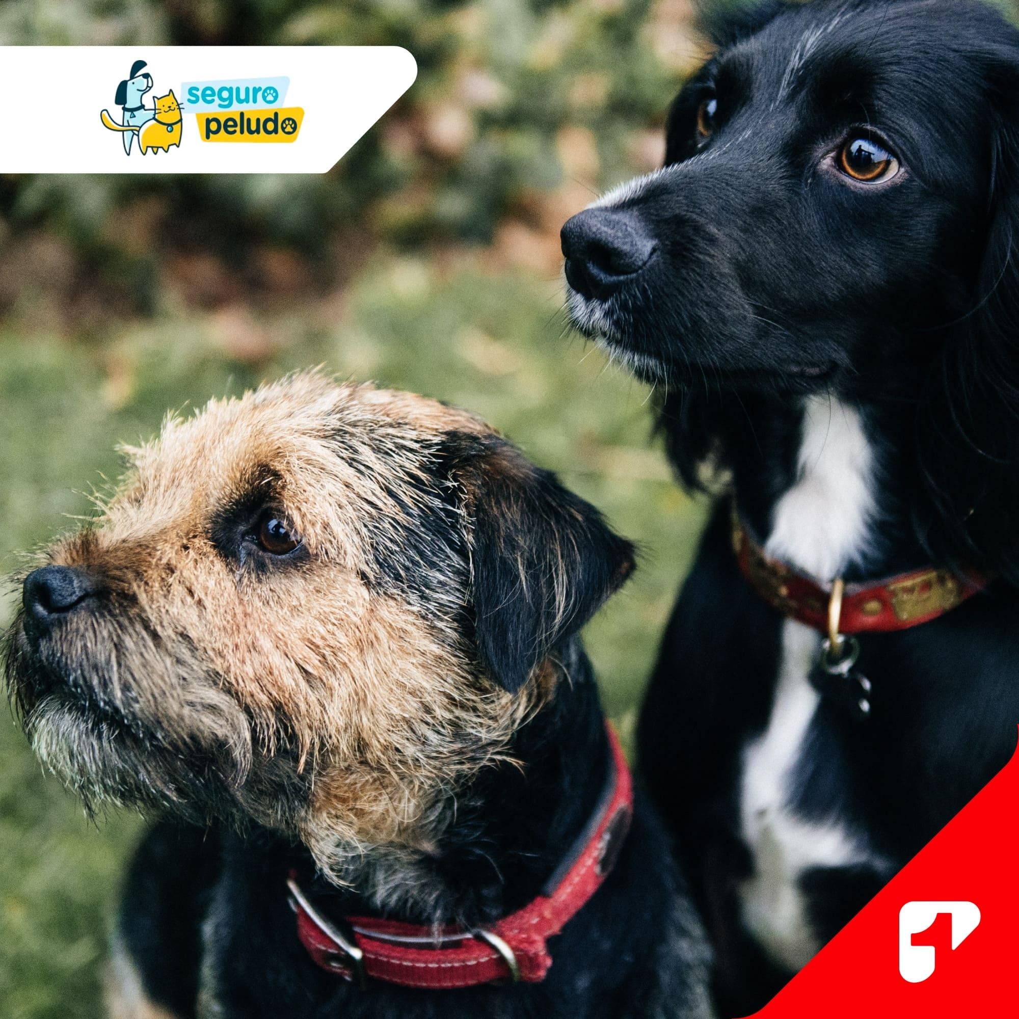 Mascota Segura