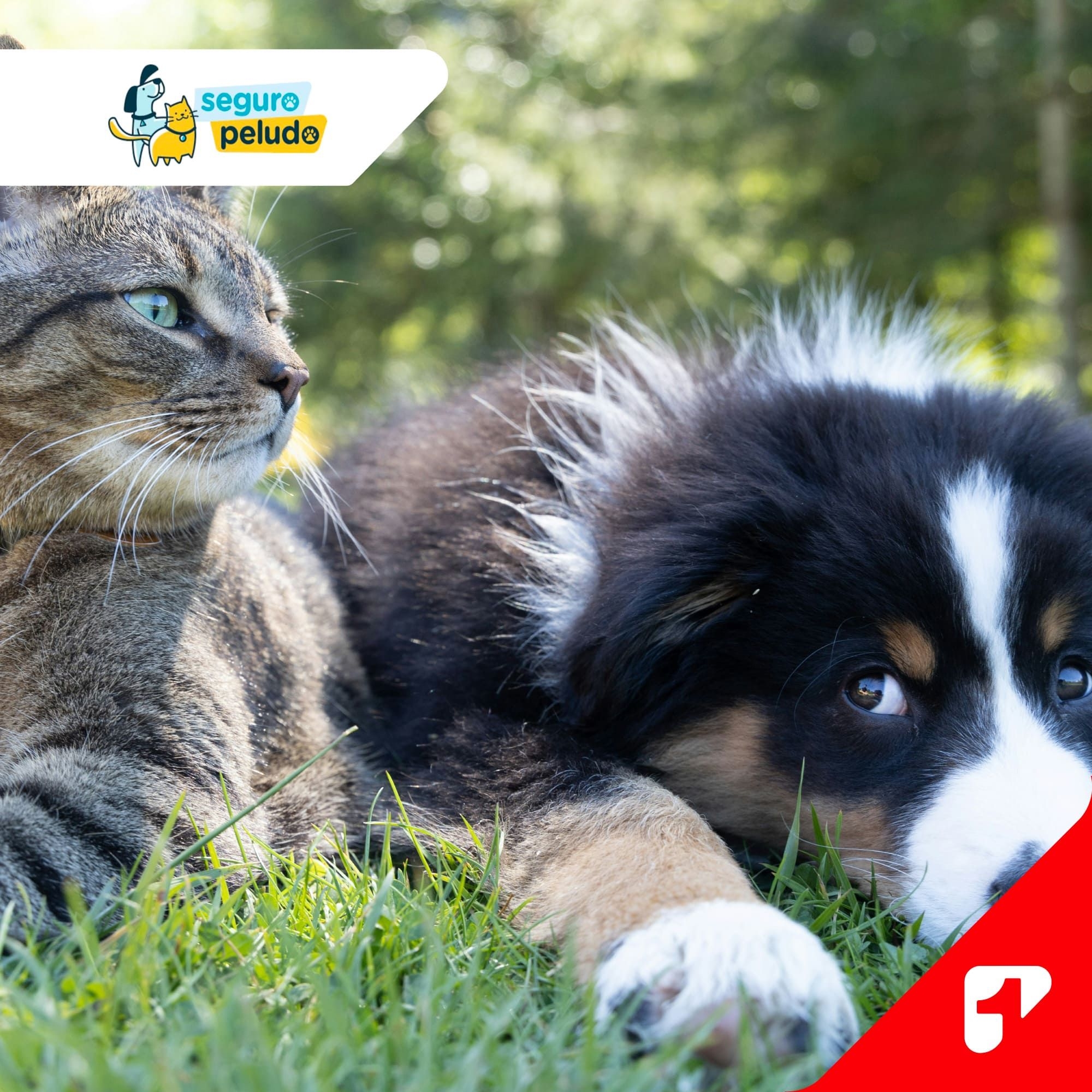 Mascota Segura Premium